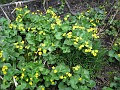Mackinaw Island Area May 2008 1144